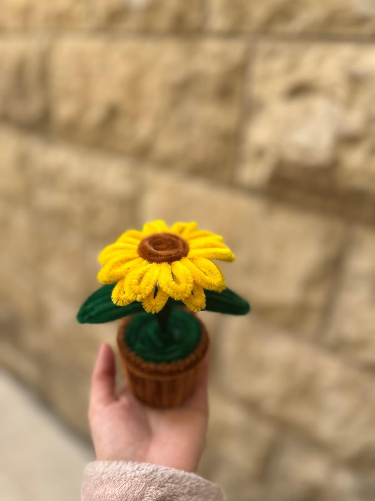 قوّار عبّاد الشمس